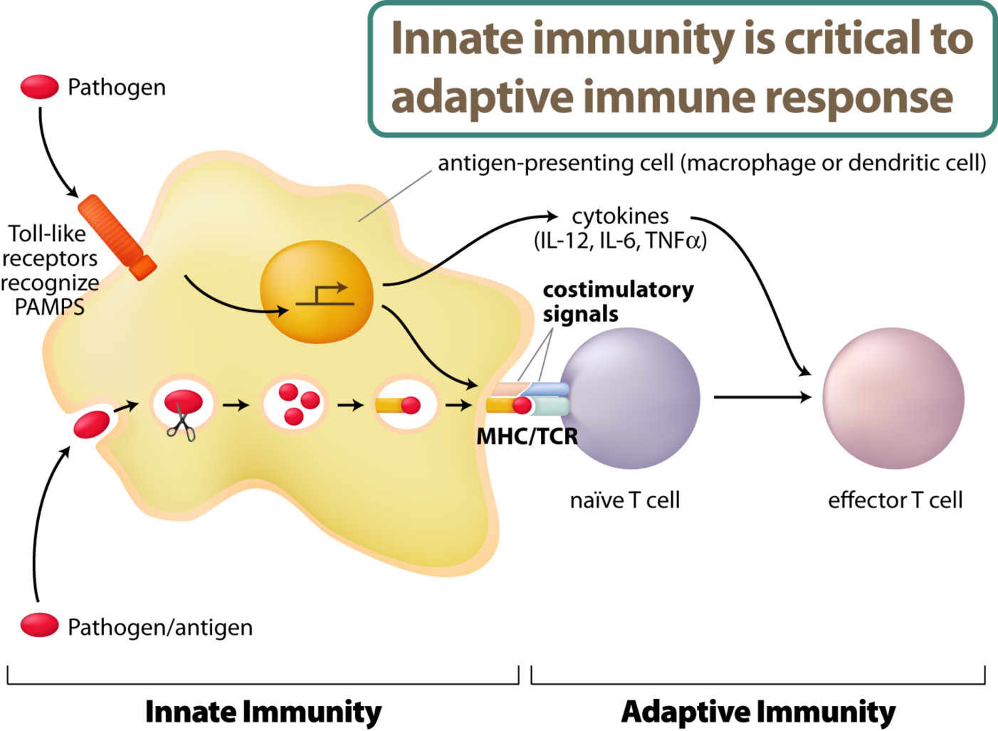 The innate immune system directly recognize pathogens such as virus or bacteria. The activation of innate immunity will allow antigen-specific immune responses by lymphocytes – adaptive immunity.  