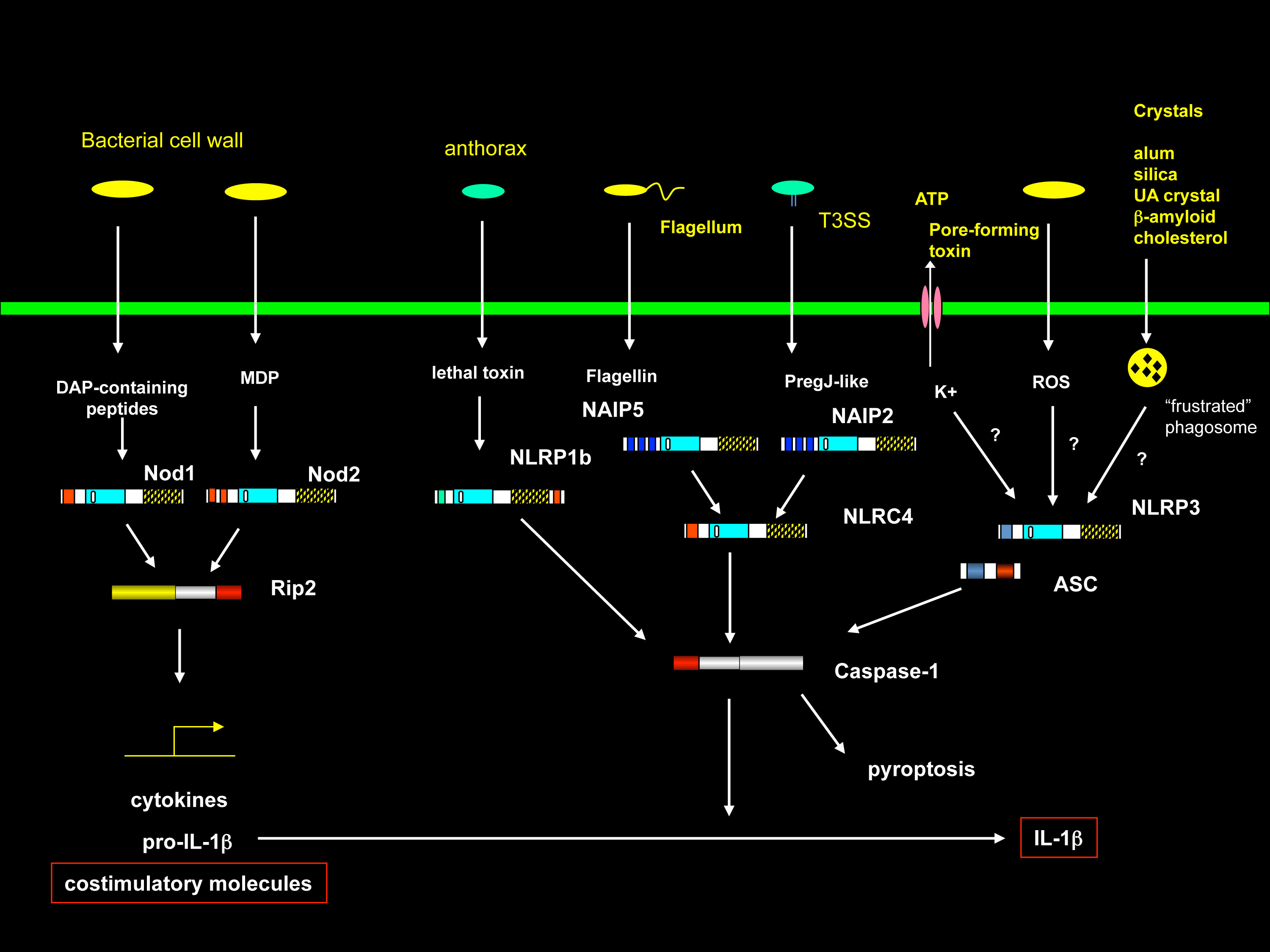 NLR proteins.pptx