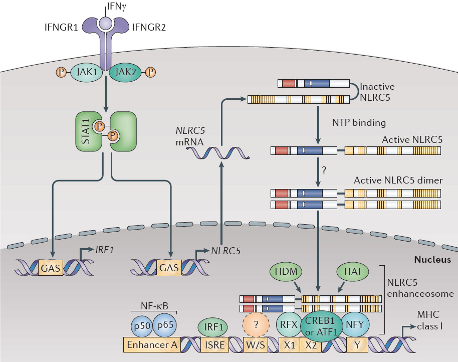 NLRC5 / CITA (MHC class I transactivator) is required for MHC class I expression. See our recent work in Nature Rev Immunol 12:813-20 (2012). 