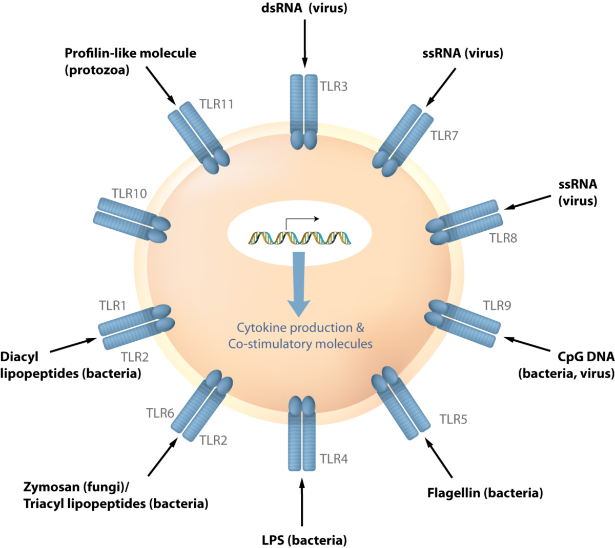 TLRs are receptor to detect pathogens such as virus or bacteria. Upon recognition of microbes the cascade of signaling is activated to induce various immune response genes. 