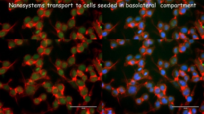 Caco-2 and HePG2 cell transport