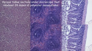 Kidney, spleen, small intestine tissues under microscope stained H&E