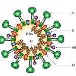 Leibowitz image 3