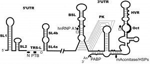 Leibowitz image 4