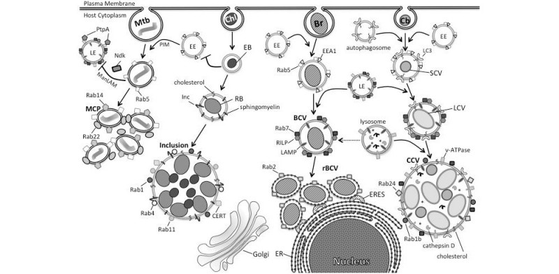 Mammalian Cell